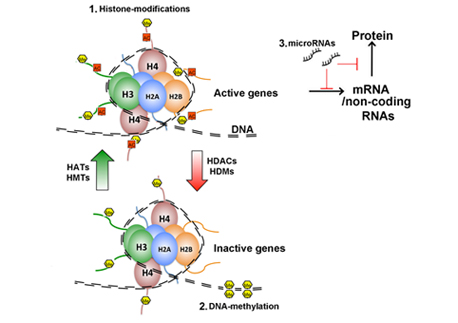 Epigenetic mechanisms